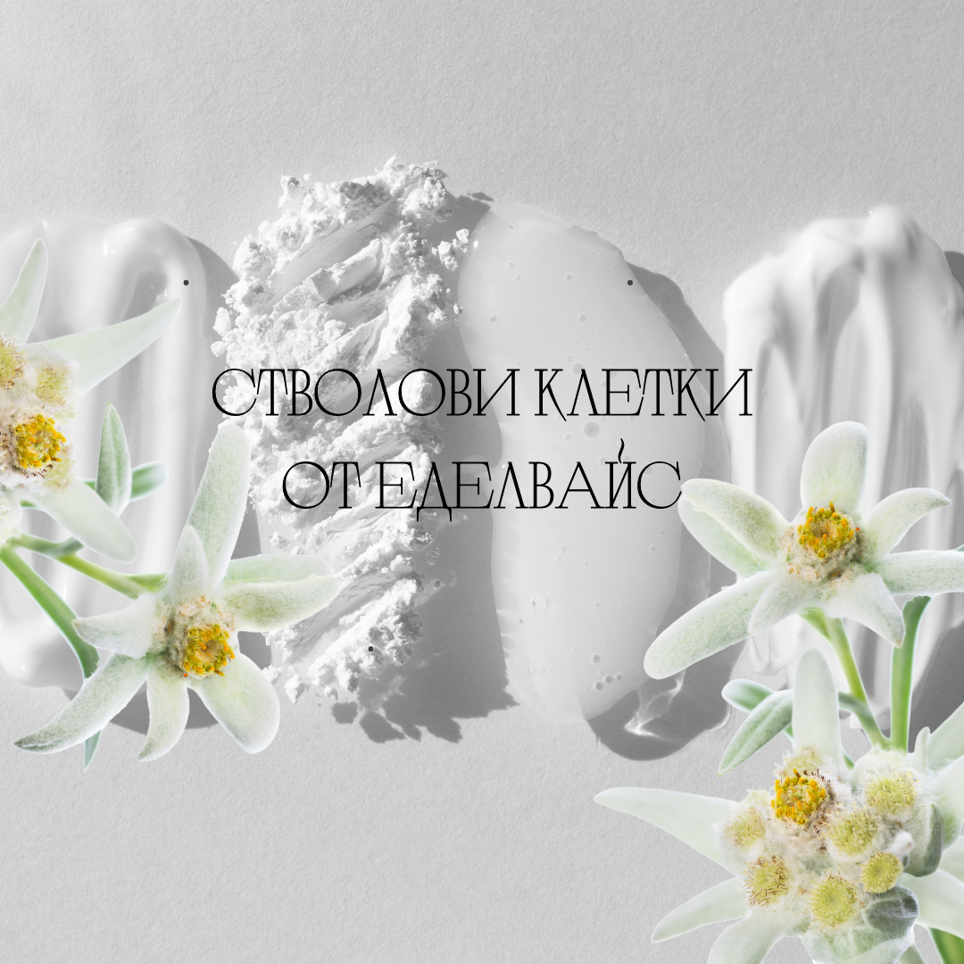 Стволови клетки от еделвайс – чудо за кожата